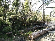 Сосна Палласа (крымская) 002